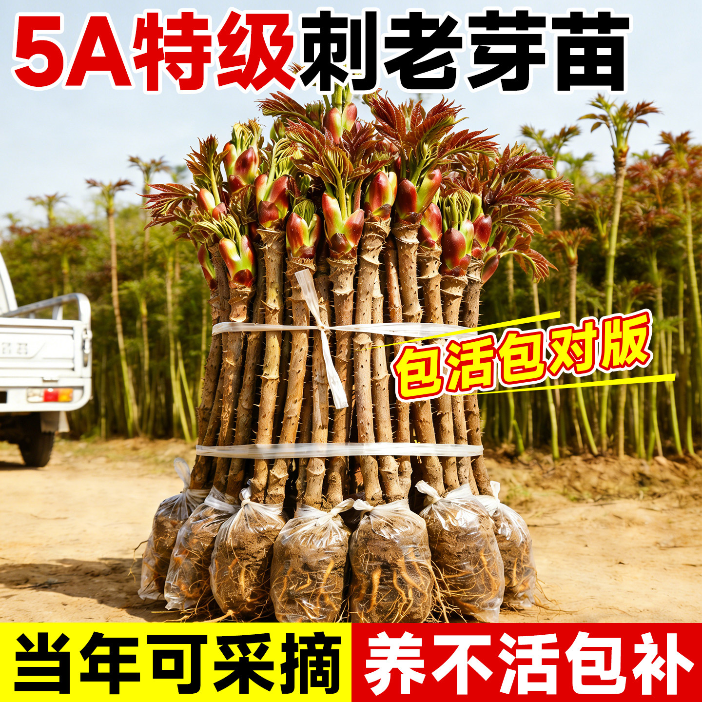 东北刺老芽树苗云南刺嫩芽楤木苗野菜刺龙苞刺龙芽种红刺笼苞树苗