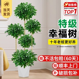 好养 幸福树客厅大盆栽室内大型落地绿植高级感植物老桩平安树四季