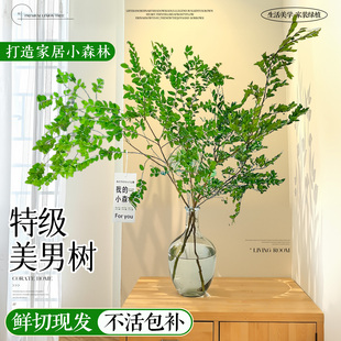 美男树水培植物带根带花苞鲜切枝条室内客厅开花绿植进口马醉木