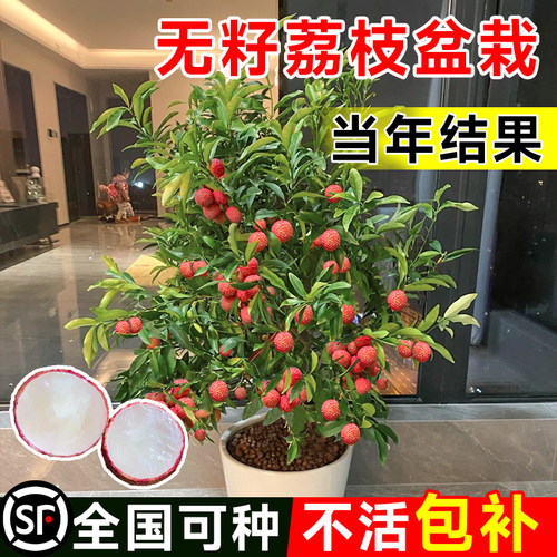荔枝树大全当年结果无核不活包赔