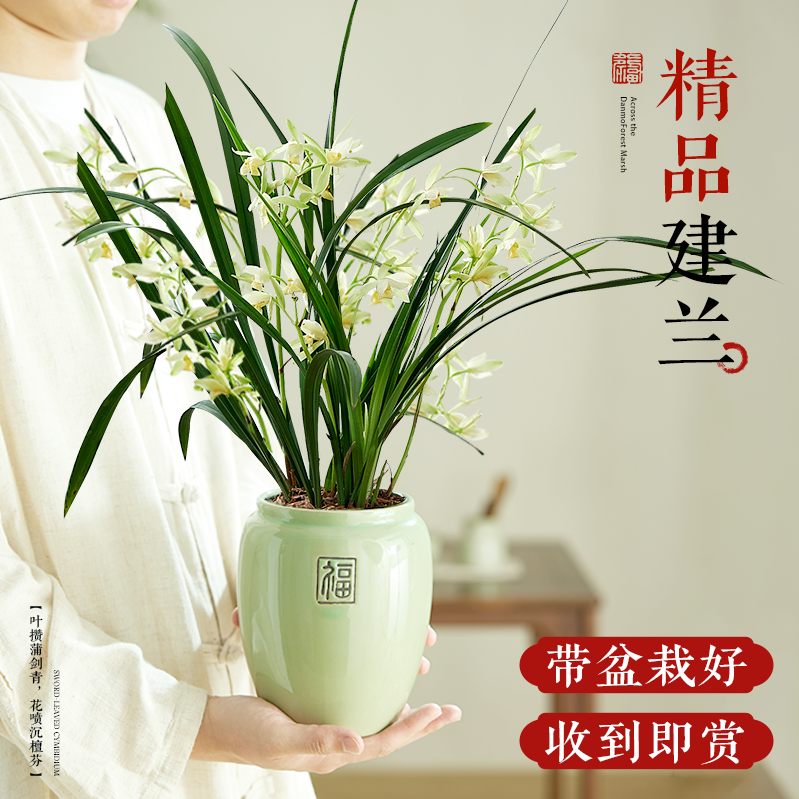 名贵兰花盆栽建兰系列室内阳台绿植浓香型花卉四季好养绿植朱德素