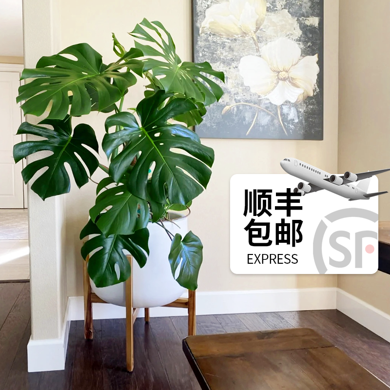 龟背竹客厅大盆栽大叶老桩