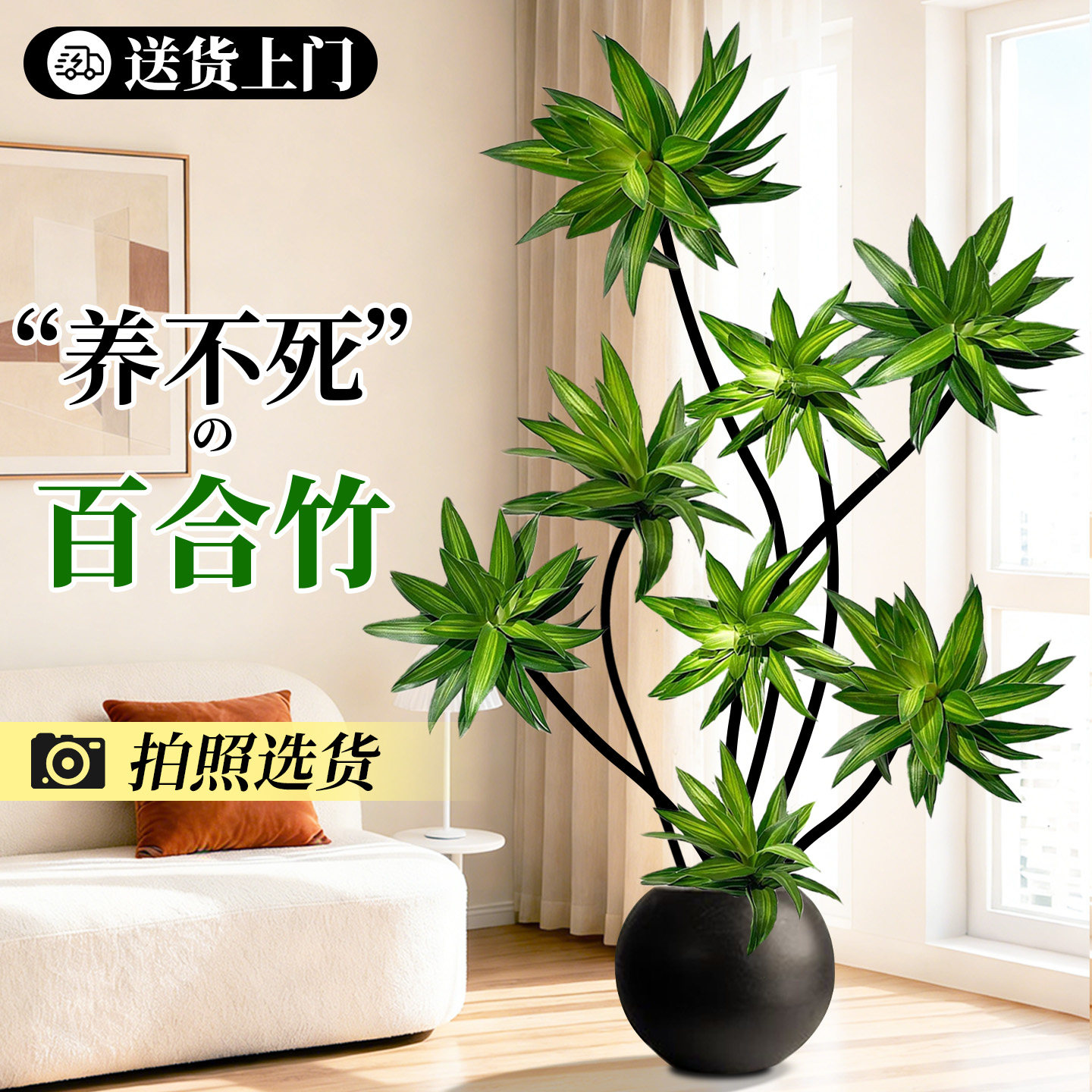 百合竹客厅绿植大盆栽金边百合竹高级感室内大型旺宅老桩植物好养,鲜花速递/花卉仿真/绿植园艺,大型绿植/成品组合盆栽,淘宝优惠券,粉丝福利购,淘宝优惠卷