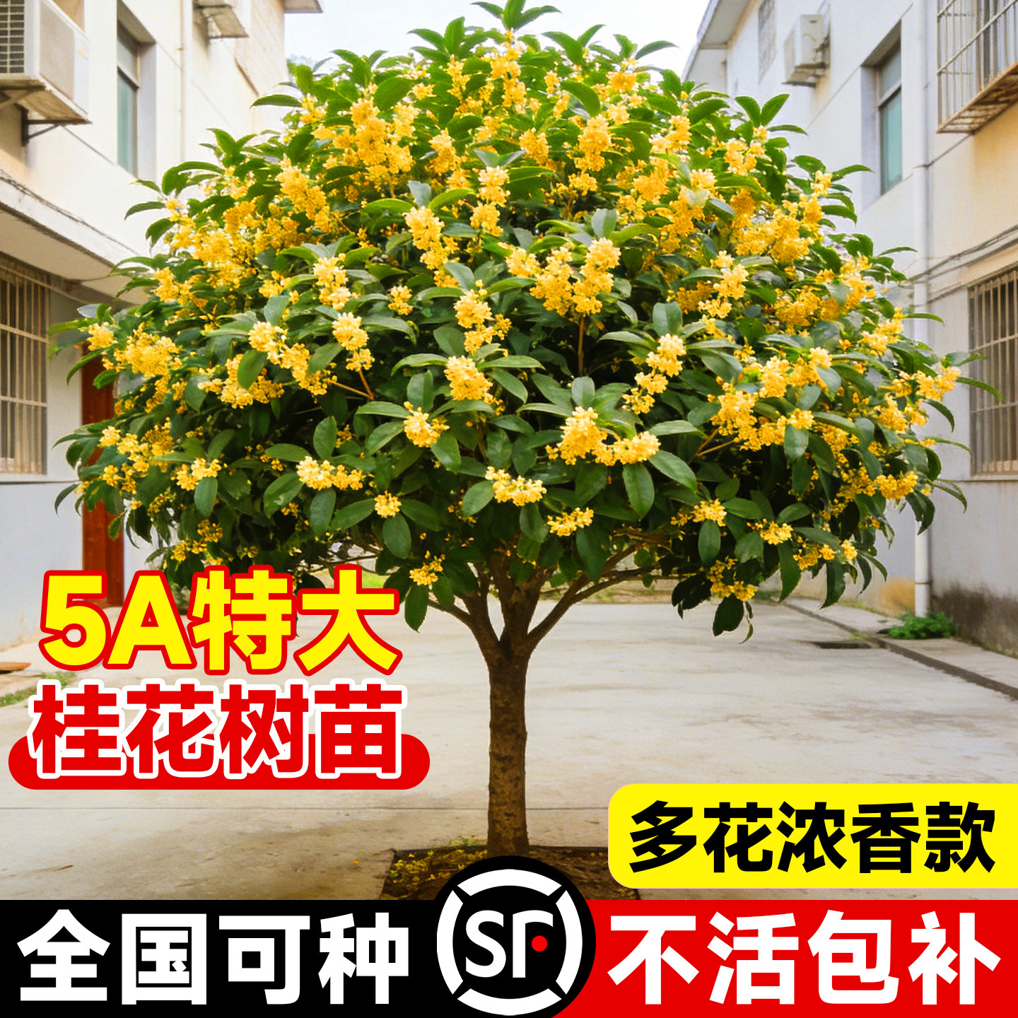 金桂正宗桂花树苗庭院地栽花卉盆栽四季桂老桩大树别墅室外好养活