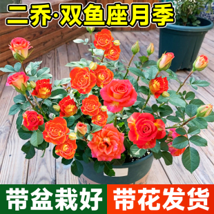 二乔双鱼座月季盆栽带花苞老桩果汁阳台玫瑰花苗四季开花卉绿植物