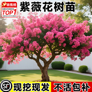 紫薇花树苗庭院大型老桩百日红花卉庭院别墅室外绿化植物大苗四季