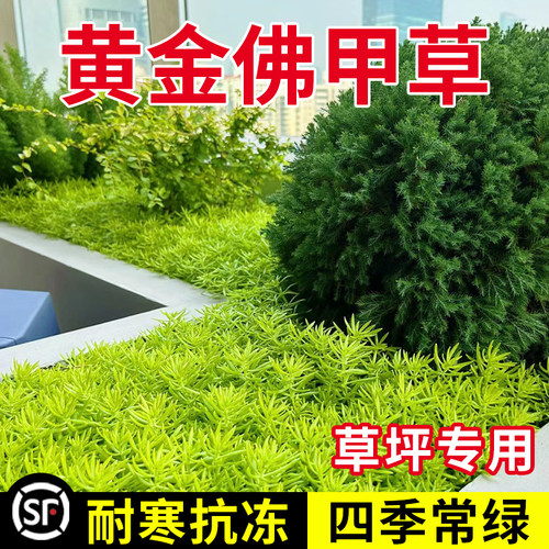 精品佛甲草别墅庭院专用