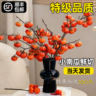 小南瓜鲜花云南基地直发顺丰次日达家用插花鲜切枝水培植物好养活