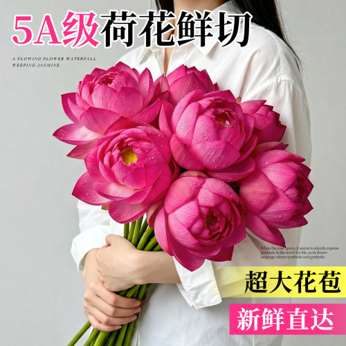 荷花鲜花大花现采现发冷链直达