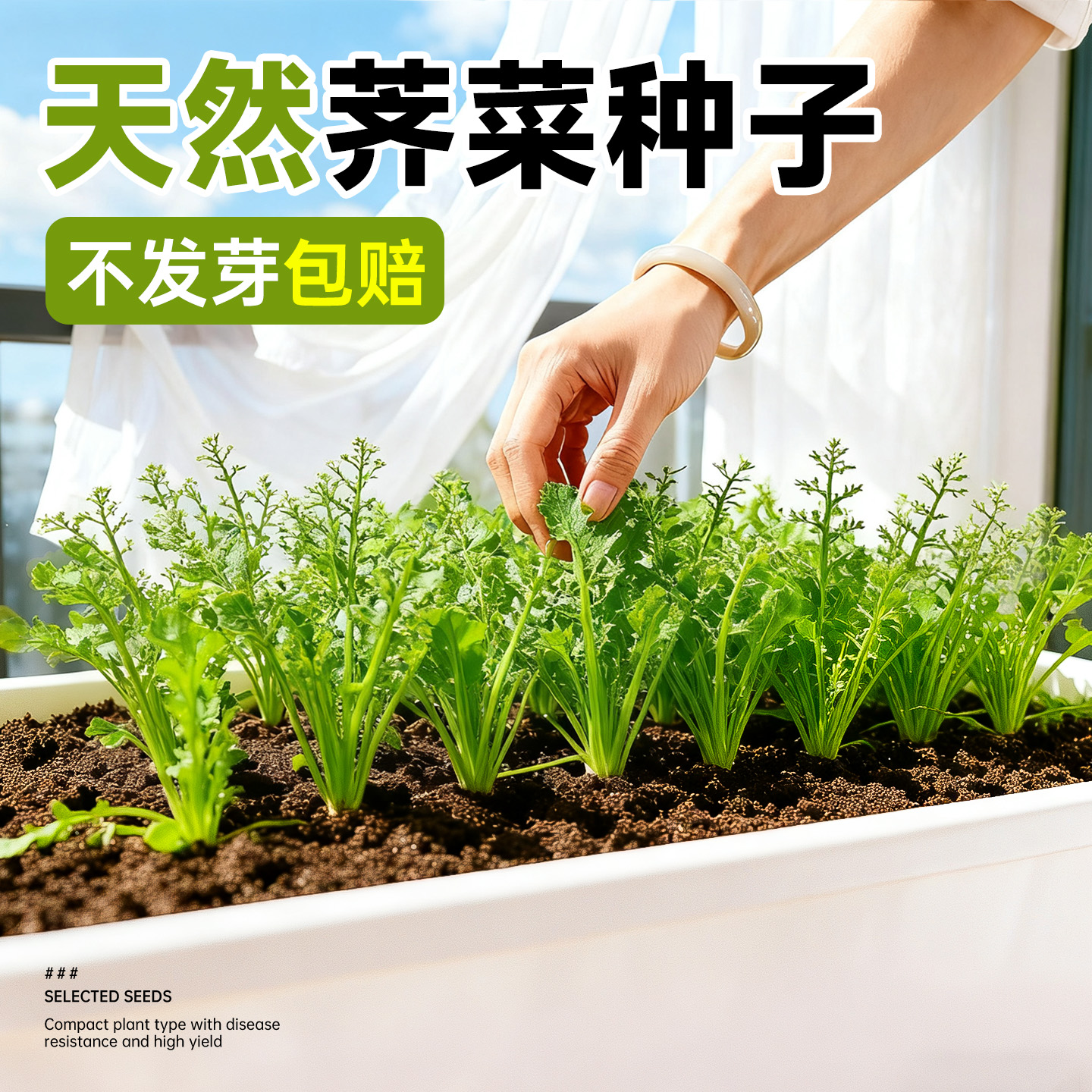 野荠菜种子新鲜菜籽优质蔬菜秧苗