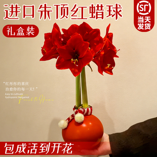 朱顶红进口重瓣种球蜡封阿弗雷特大号带花苞盆栽室内花卉送礼礼物