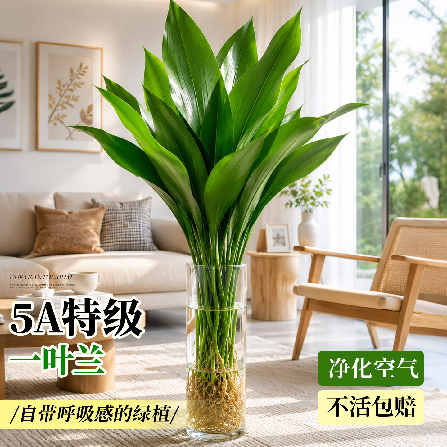 特级水培一叶兰大叶不活免费补发图片
