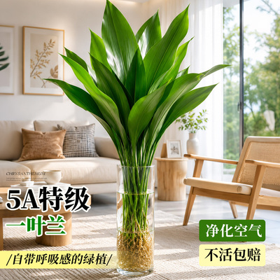 特级水培一叶兰大叶不活免费补发