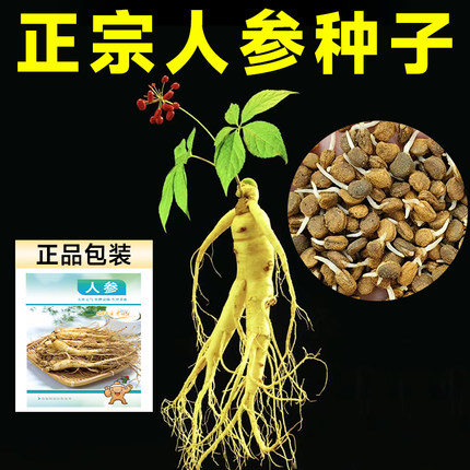 人参种籽长白山野山参种子中草药材种孑四季种植苗阳台庭院盆栽生