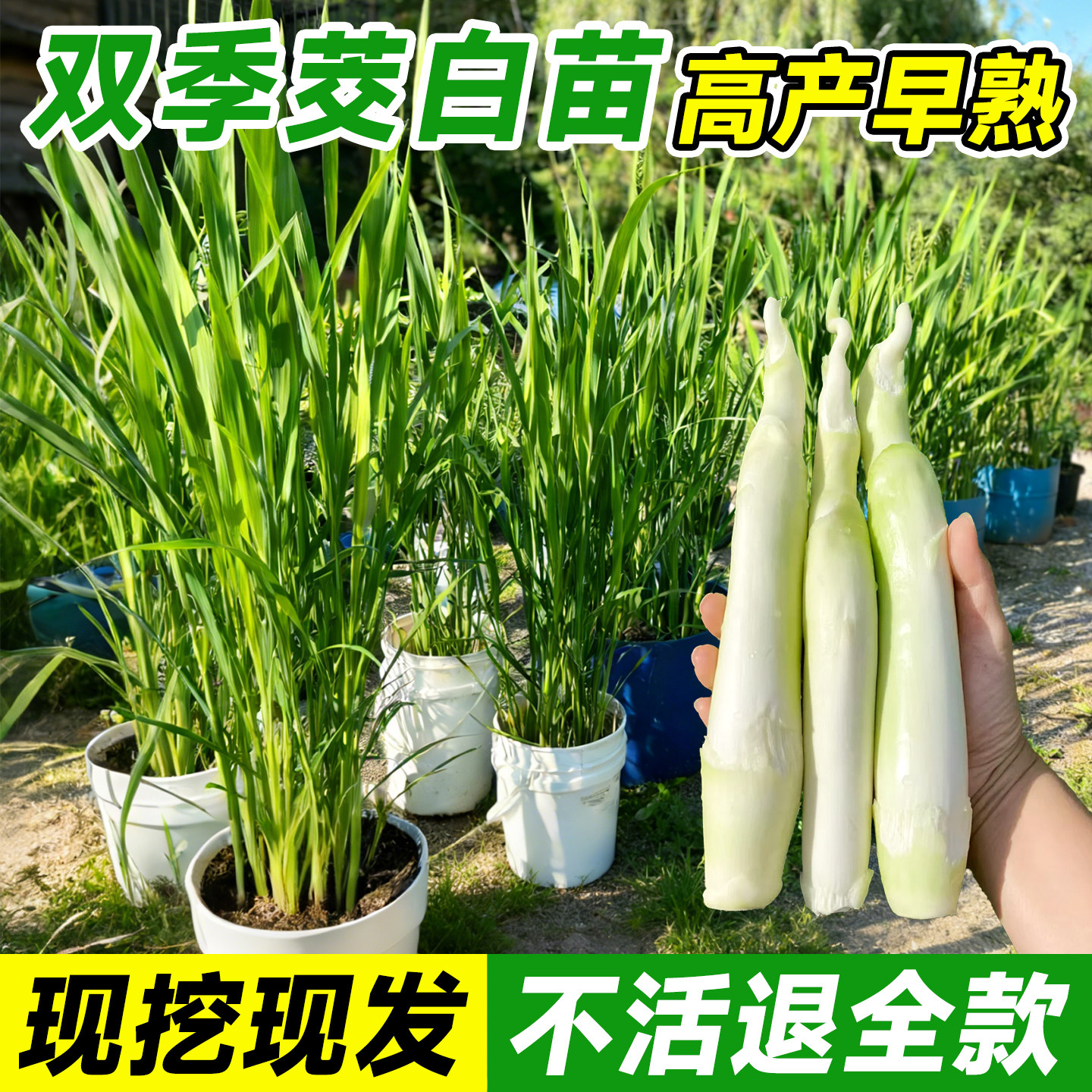 茭白苗种双季单季秧苗四季早熟高产野交白种苗室外绿植蔬菜种籽子