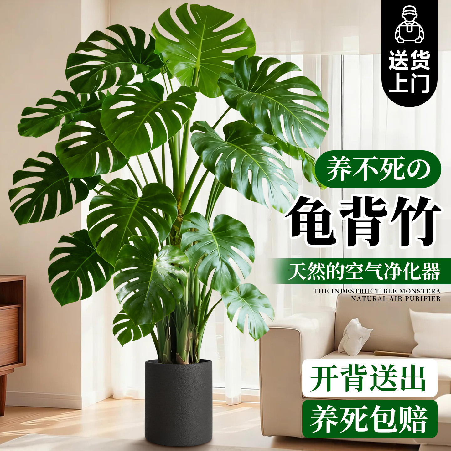 大叶开背龟背竹老桩盆栽高端绿植