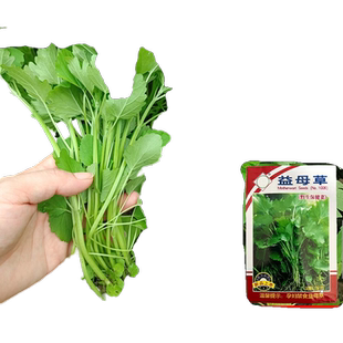 益母草种籽子盆栽可食用中药材中草药种植秧苗四季蔬菜种子孑大全