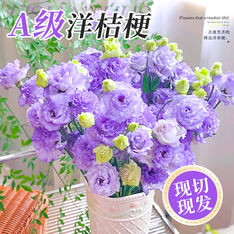 洋桔梗鲜花云南基地直发