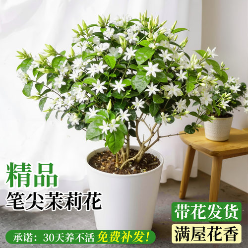 笔尖茉莉老桩独杆易活四季有花