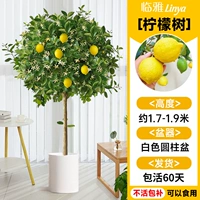 [Вечнозеленое плодоношение круглый год] Лимонное дерево сорта А в белом цилиндрическом горшке высотой около 1,5-1,7 метра [Много ветвей и много плодов] Бесплатный шелк кокосовой пальмы + лоток + удобрение