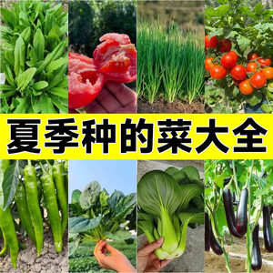 夏播蔬菜种子大全发芽率高