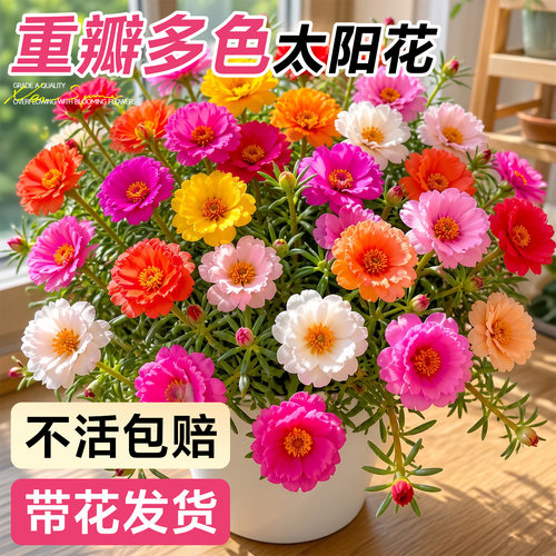 重瓣大花混色对版到手带花