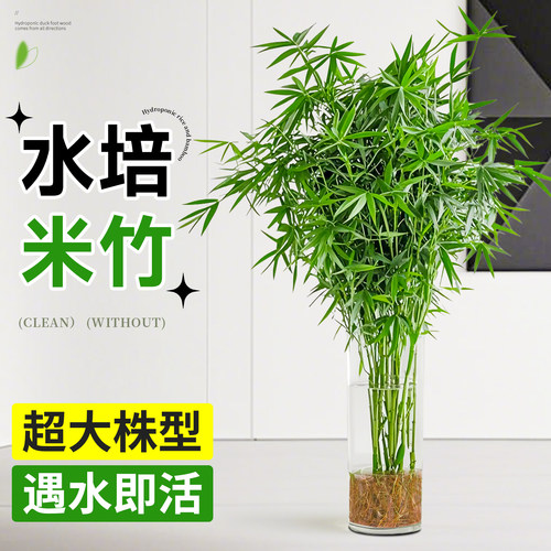 水培植物米竹盆栽室内办公室鱼缸水培富贵竹观音竹绿植盆景好养活