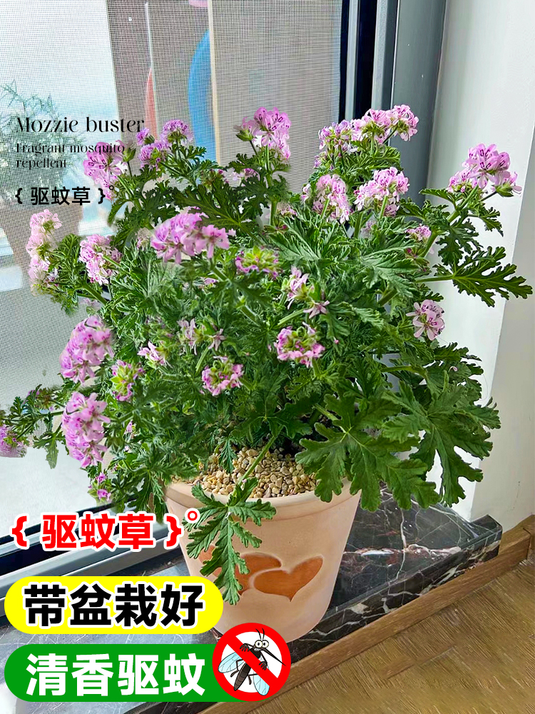 驱蚊草植物盆栽室内外防蚊虫阳台驱蚊薄荷绿植香叶天竺葵四季好养