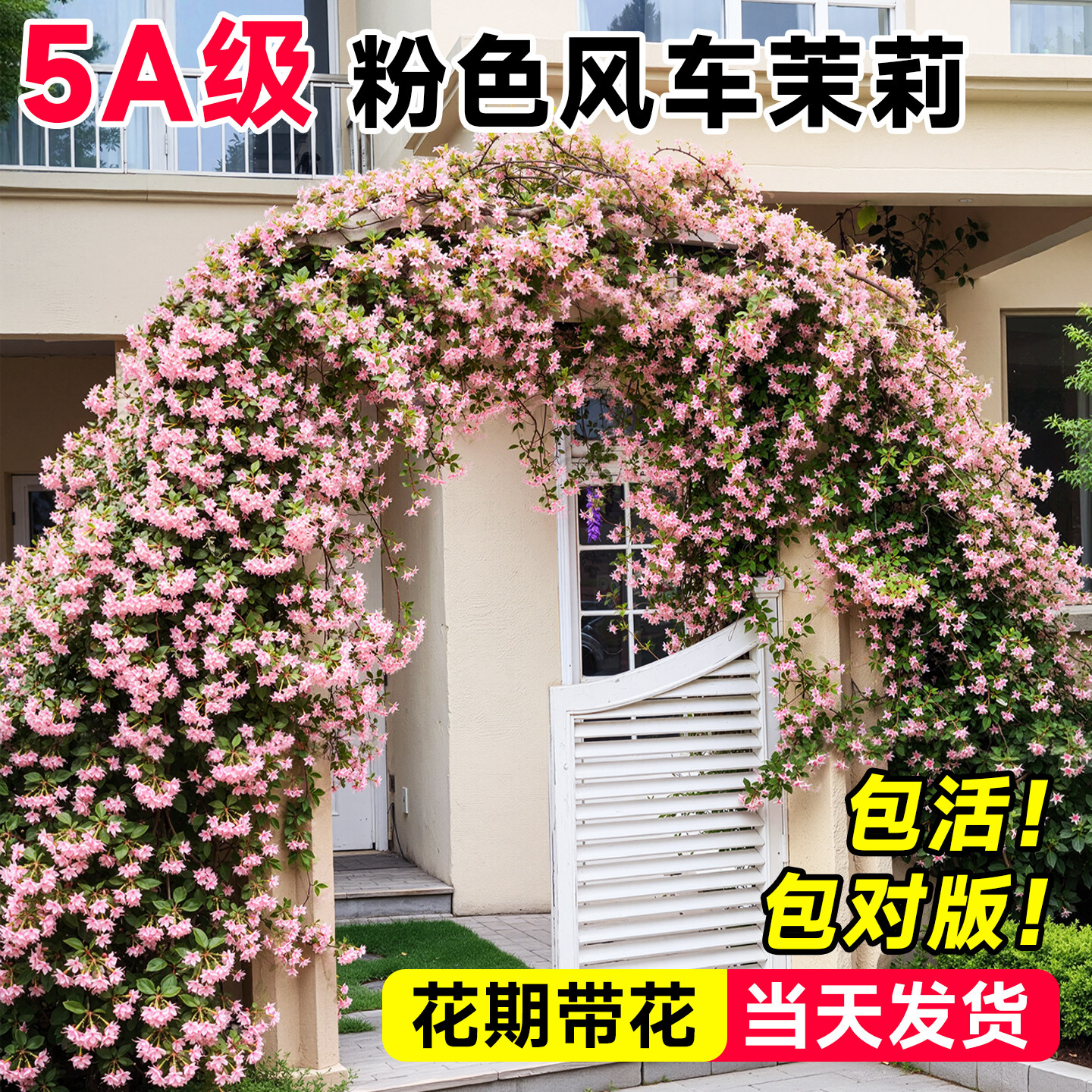 粉色风车茉莉爬藤植物大苗老桩四季好养活开花卉绿植室外庭院造景