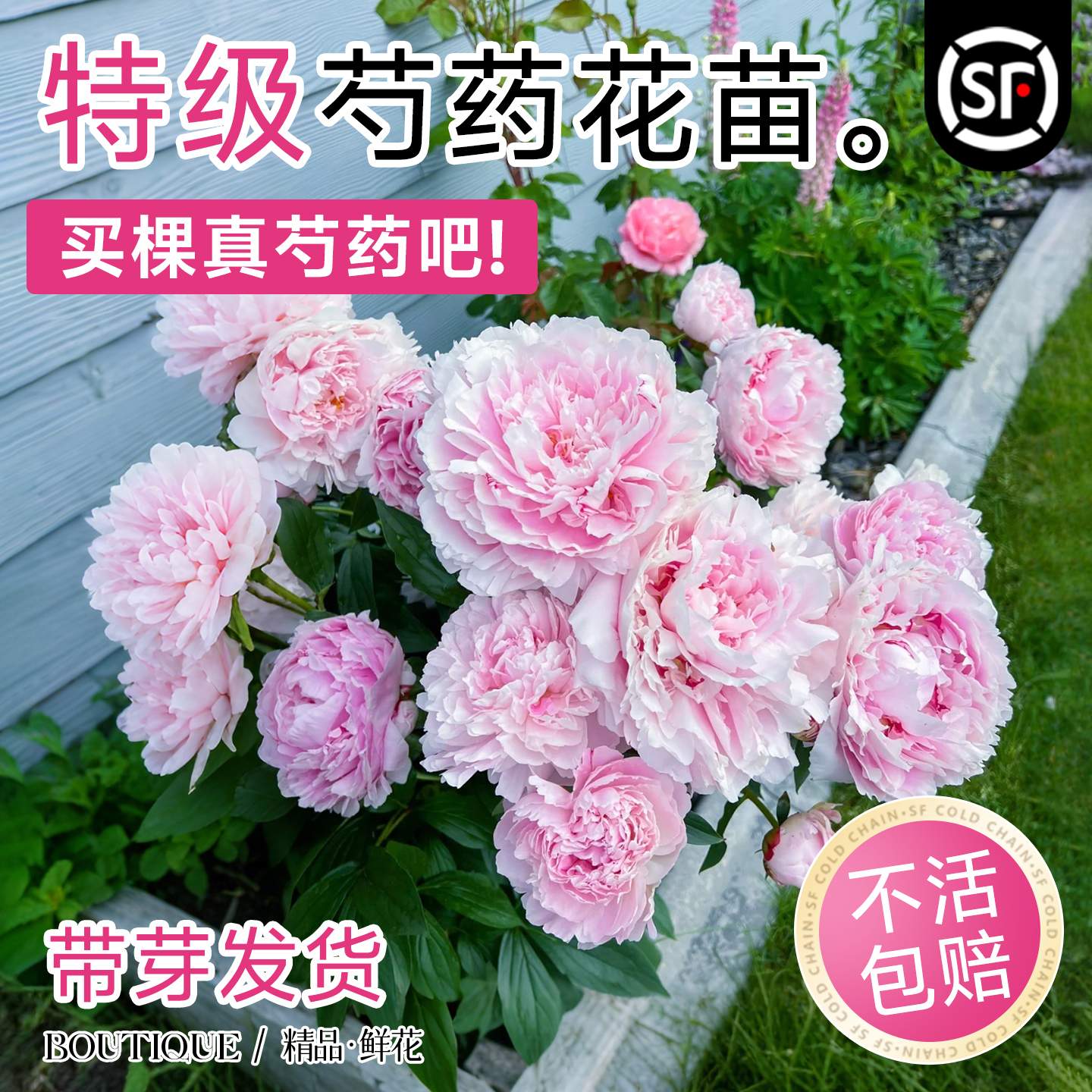 特级芍药花苗带芽发货不活包赔