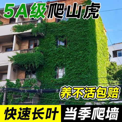 【5A特级】爬山虎大苗当年爬满院
