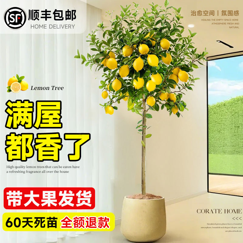 香水柠檬树盆栽带果客厅绿植大型植物室内阳台禄植四季好养除甲醛