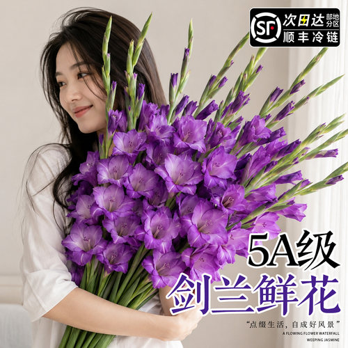 5A特级紫色剑兰鲜花顺丰冷链
