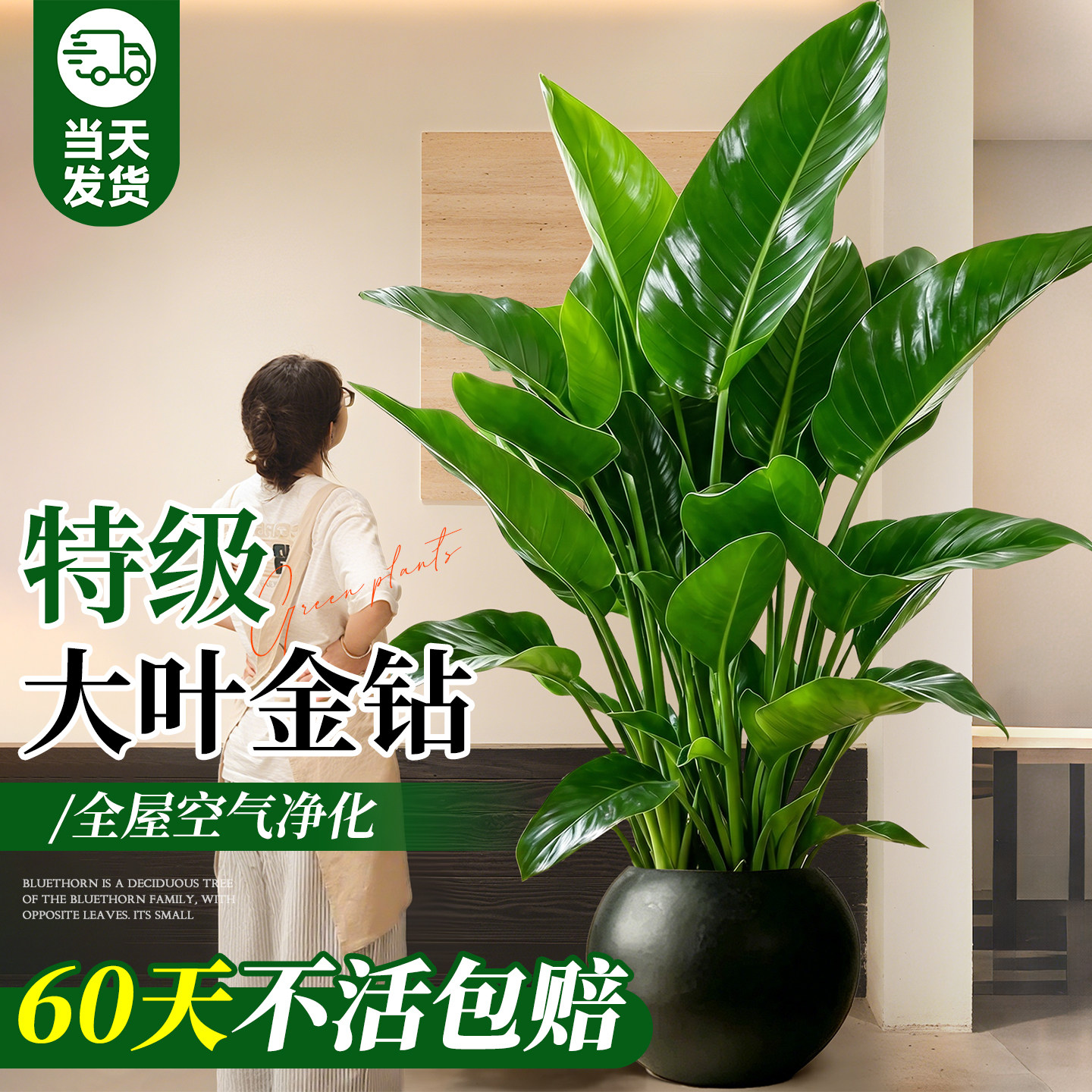 【特级大叶金钻】一盆抵50盆绿萝图片