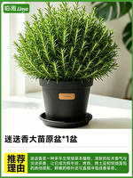 Peppermint, rosemary, Perilla, basil, thyme, edible herbs, potted indoor mosquito repellent, green plants thumbnail 7