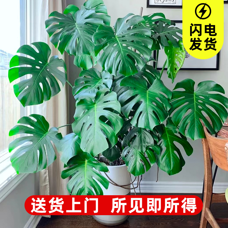 龟背竹室内客厅大花盆大叶老桩