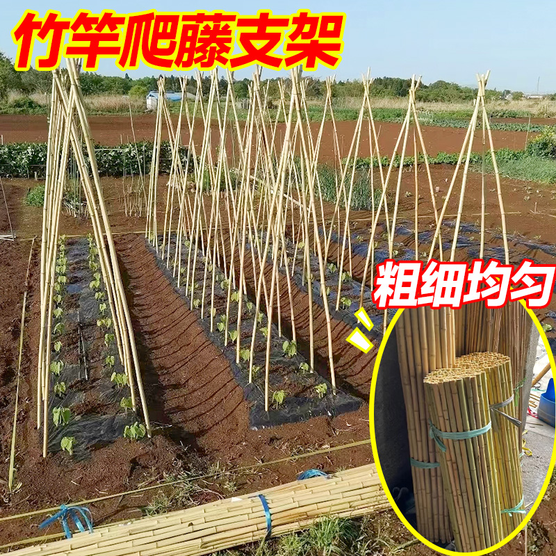 蔬菜竹竿爬藤架子黄瓜豆角支撑杆
