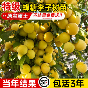 正宗蜂糖李子树苗国峰七号三华李子庭院果树果苗南北方种植地盆栽