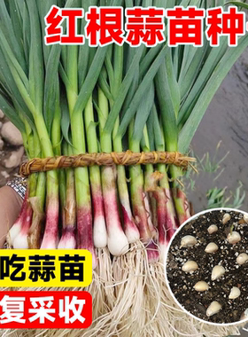 红根蒜苗种蒜苗种子大蒜种籽四季宽叶紫皮独头蒜农家蔬菜阳台盆栽