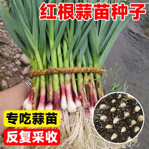 红根蒜苗种一周一茬专吃蒜苗