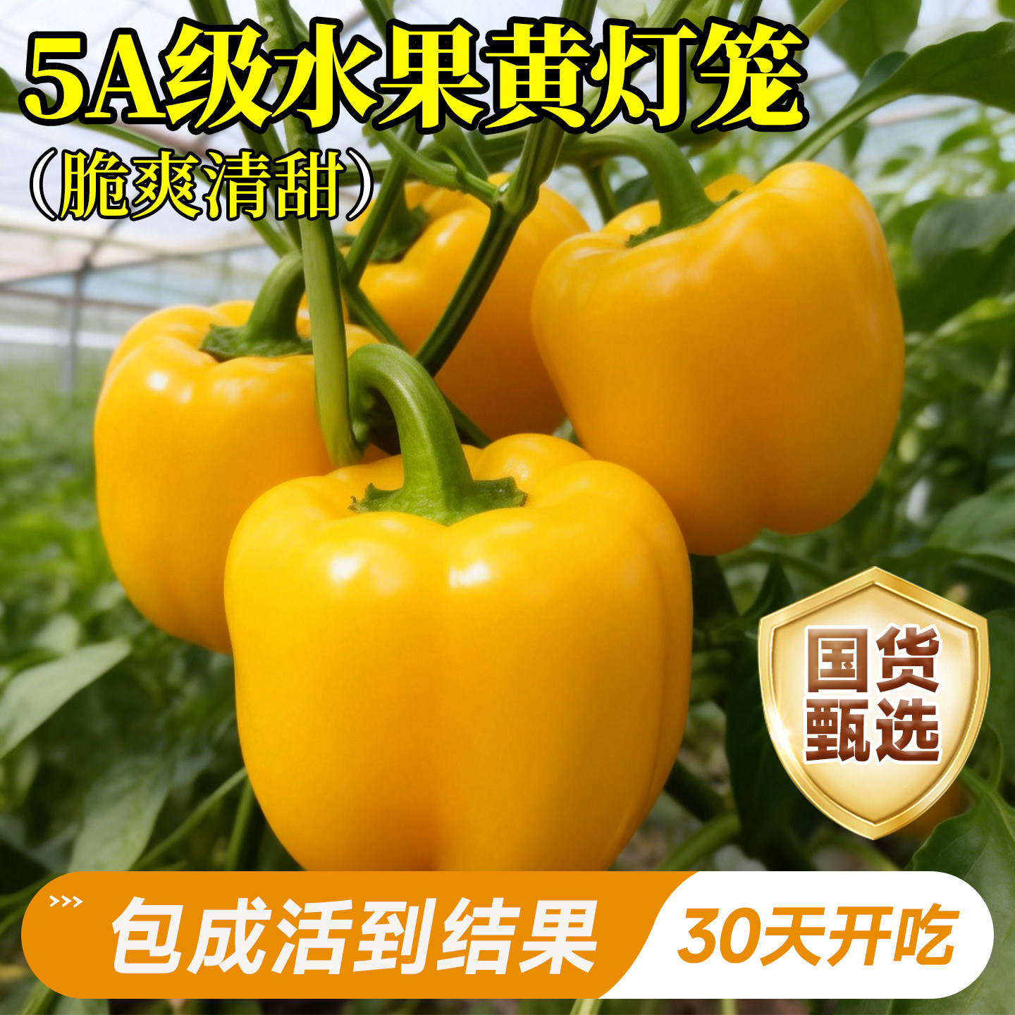 黄灯笼甜椒彩椒苗盆栽特大高产辣椒苗灯笼椒秧苗蔬菜苗高产四季 - 实物图