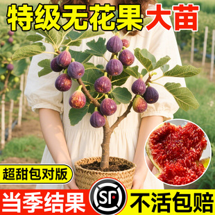 无花果树苗格莱斯波姬红果苗特大果南北方四季种植当年结果地盆栽