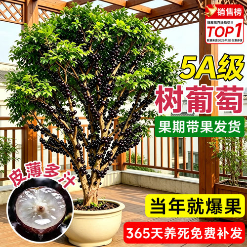 果期带果正宗嘉宝果树果苗树葡萄