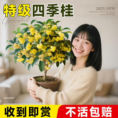 【特级四季桂花盆栽】不活包赔