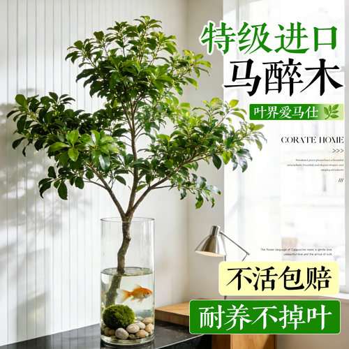 【5A级马醉木】四季好养不活包补