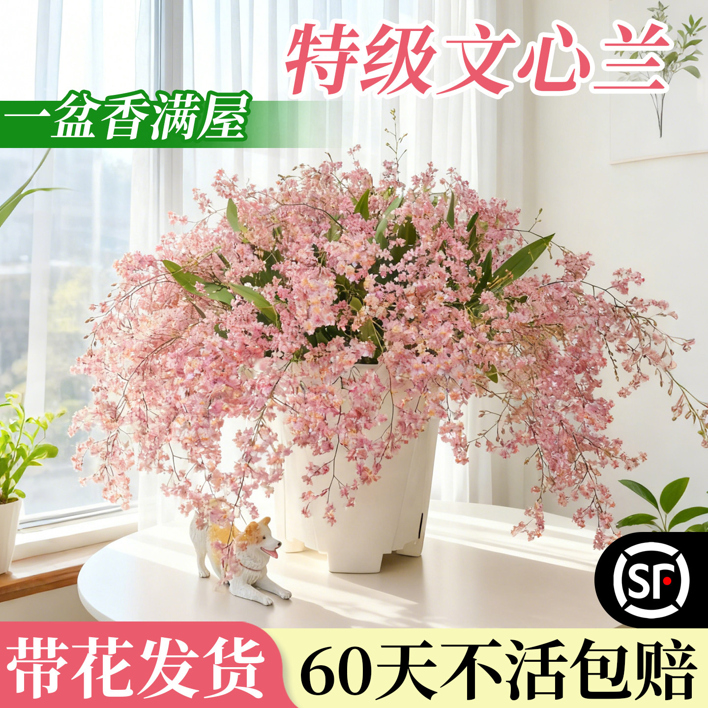 特级文心兰多花剑发货不活包赔