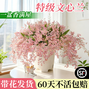 文心兰带花苞盆栽香水梦香兰花卉精品四季 耐寒客厅室内阳台好养
