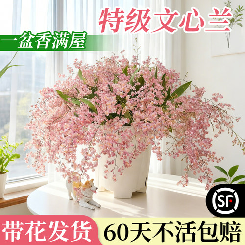 特级文心兰多花剑发货不活包赔