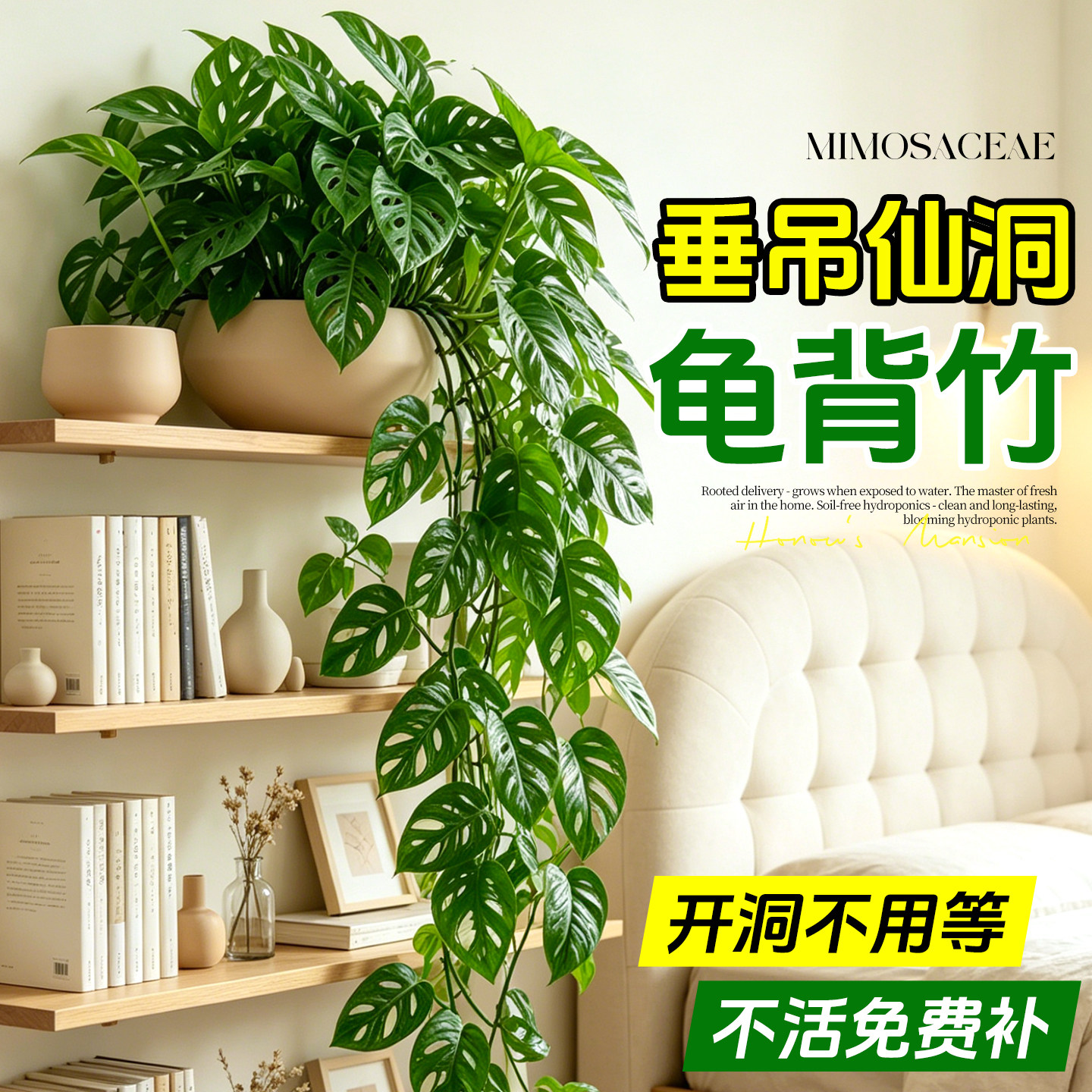 仙洞龟背竹长藤盆栽爬藤植物室内好养客厅办公室四季观叶垂吊绿植