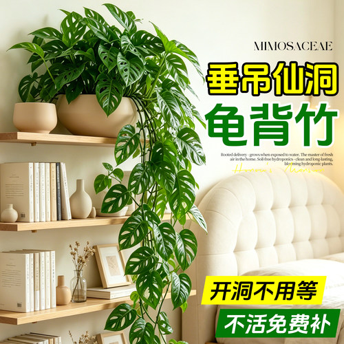 会爬藤/垂吊的仙洞龟背竹好养活